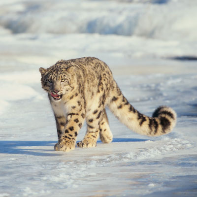 Extinción de especies