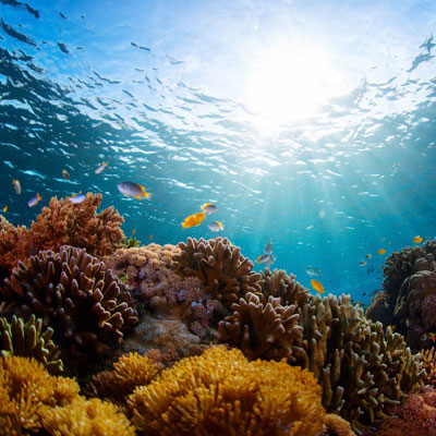 Destruction of marine ecosystems