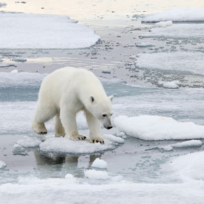 Melting of the poles and rising sea level